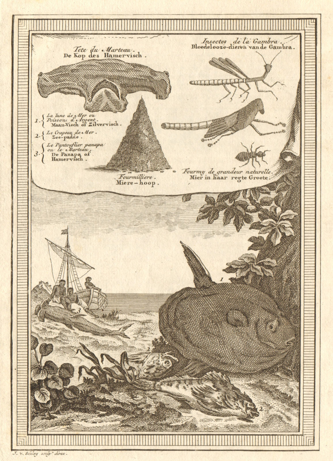 West Africa. Hammerhead shark. Gambian insects. Ocean Sunfish. SCHLEY 1747